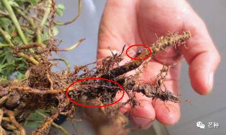 花生高产栽培技术视频,种花生到收花生的所有过程