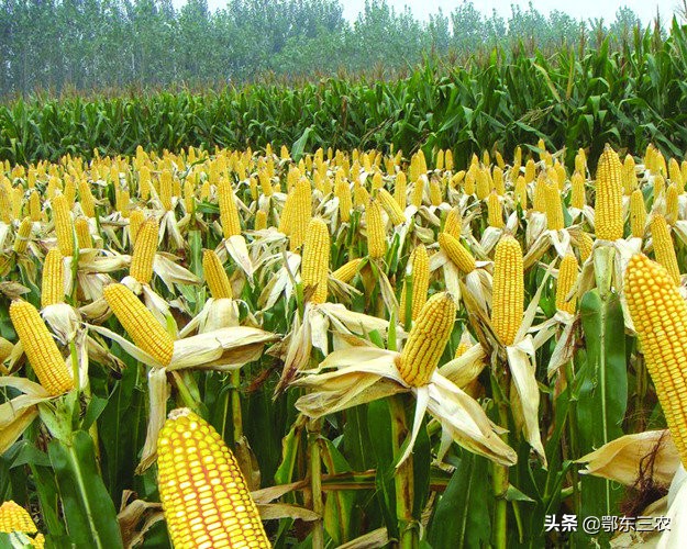 什么玉米种子高产,2500海拔左右的高产玉米种子