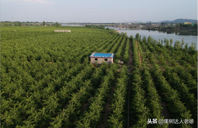 种植桃树的间距是很有讲究的,科学合理的种植模式