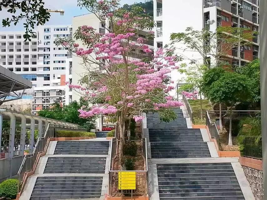 深圳市奋达四大名校,深圳四大最好中学排名