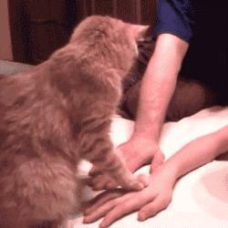 猫猫为什么喜欢躲在暗处扑人,猫猫为什么把爪子藏起来