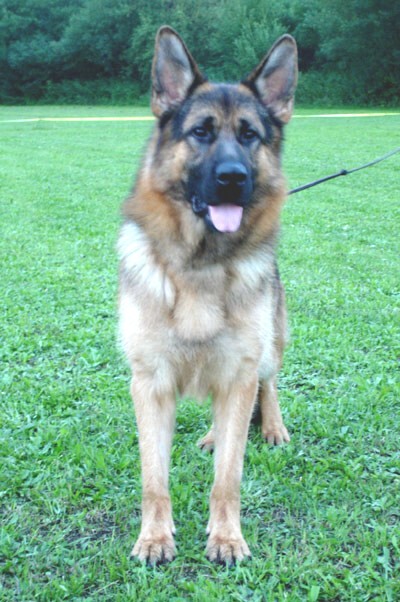 名犬排行榜杜宾,名犬排行榜捷克狼犬