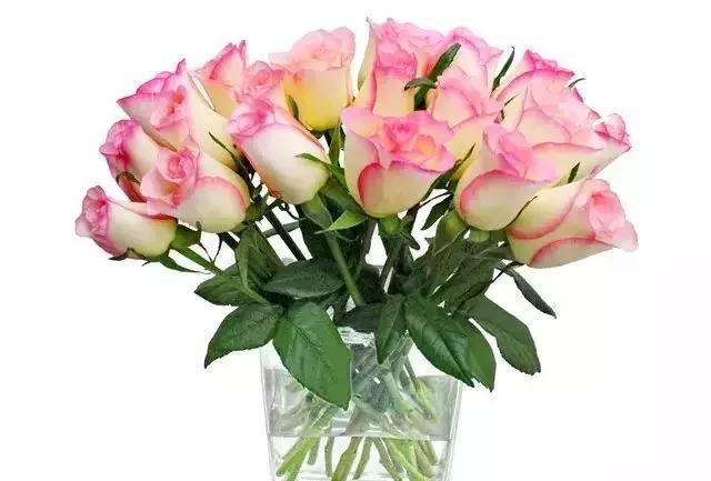 100种玫瑰品种图鉴大全,100种玫瑰品种图解