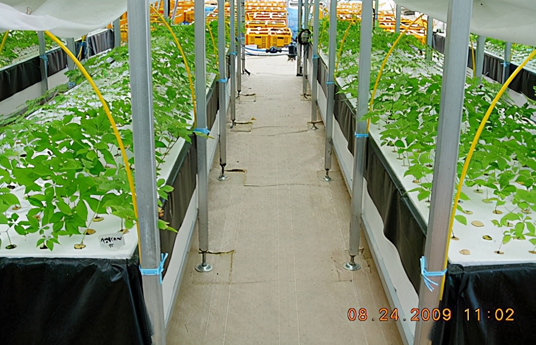 怎么用人参种子种人参,人参须能种出人参吗