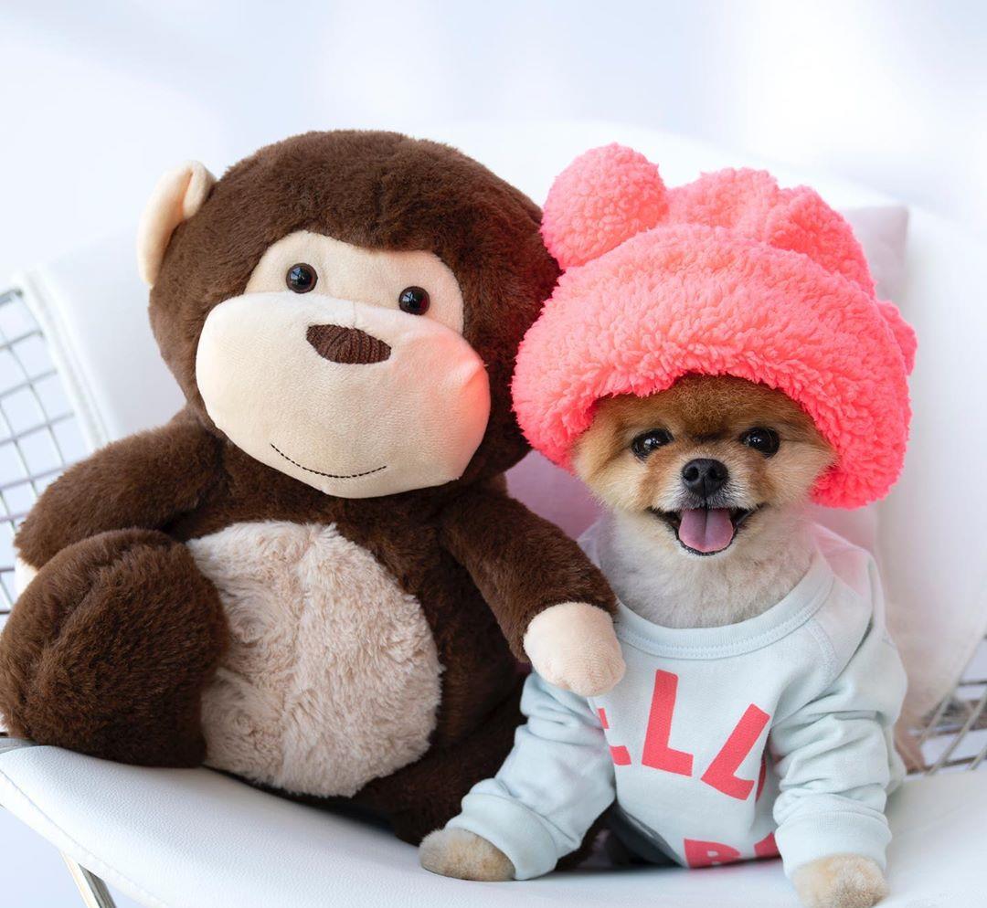 博美眼睛发炎？别担心，这个方法教会你