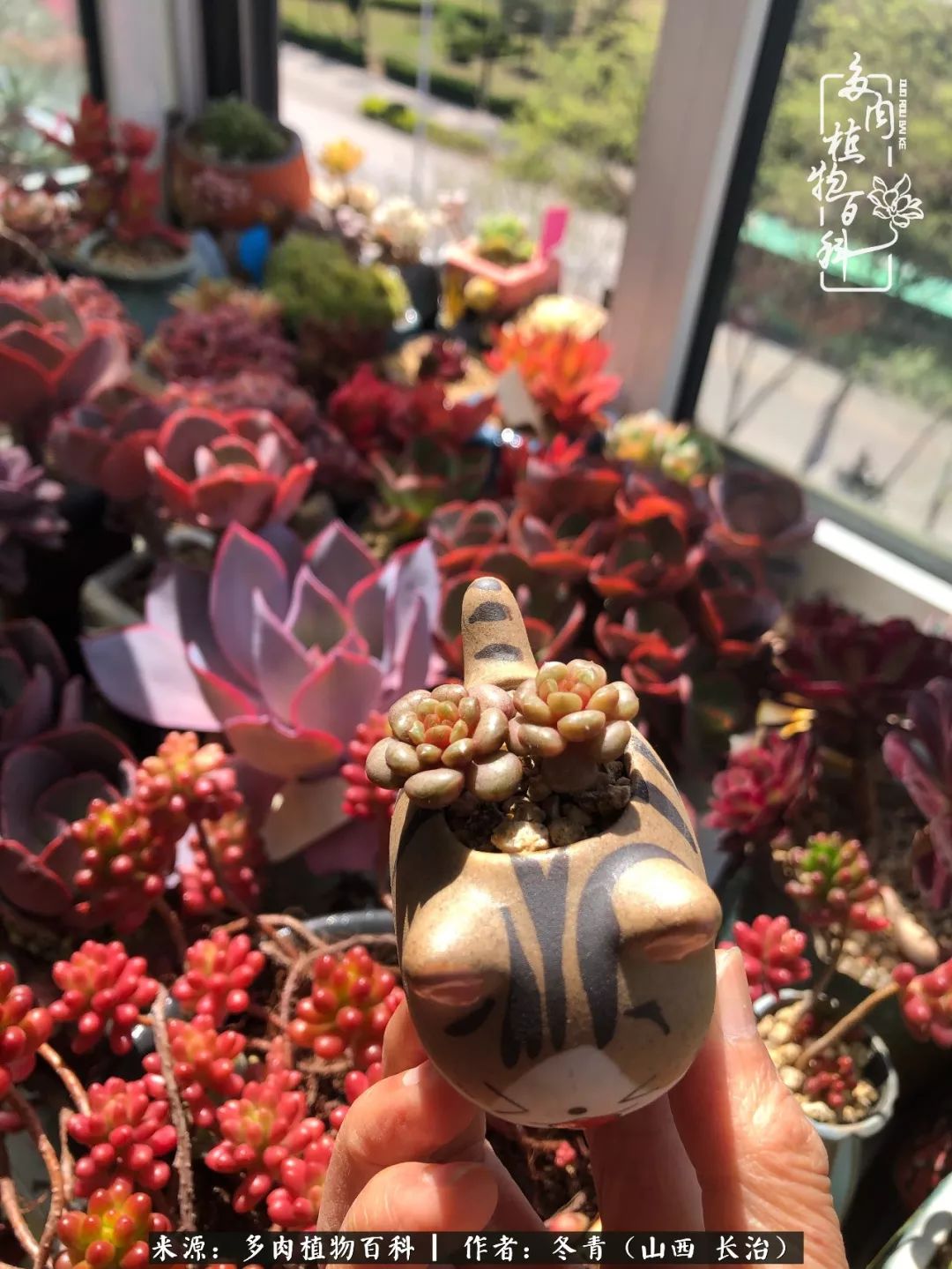 阳台养多肉徒长怎么办,阳台养多肉养殖方法和注意事项