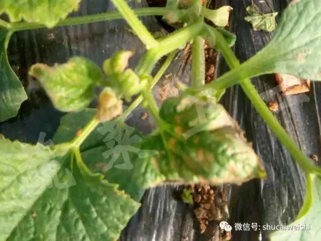 天气转凉如何预防,天气转凉吃什么药预防