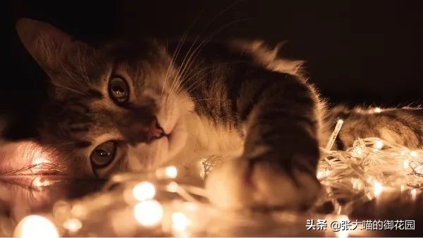 小奶猫有必要喝羊奶粉吗,猫咪一定要吃宠物羊奶粉吗
