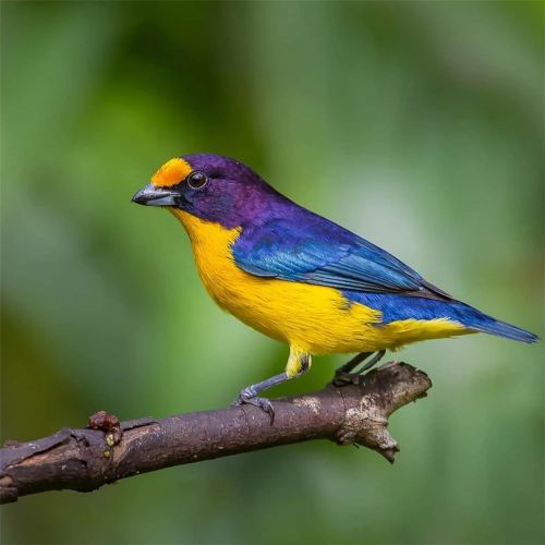 汉字七的大写数字,数字七汉字的正确写法