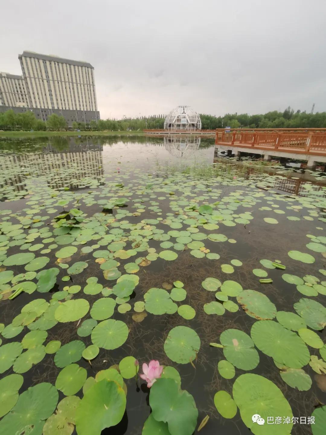 临河植物园景色,临河荷花景区
