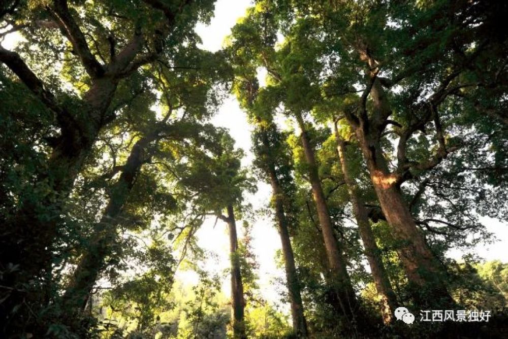 朱虹江西风景独好,朱虹唱的好风光