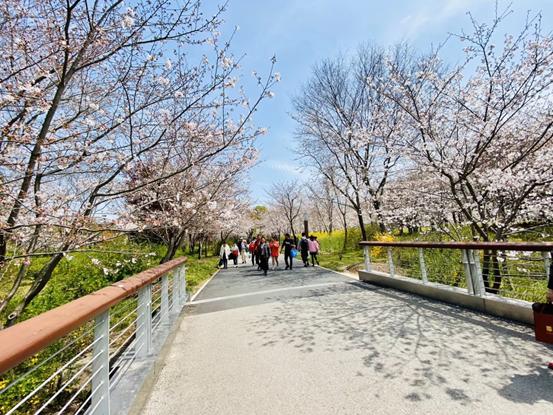 春天必打卡的樱花胜地顾村公园,顾村公园樱花照片视频