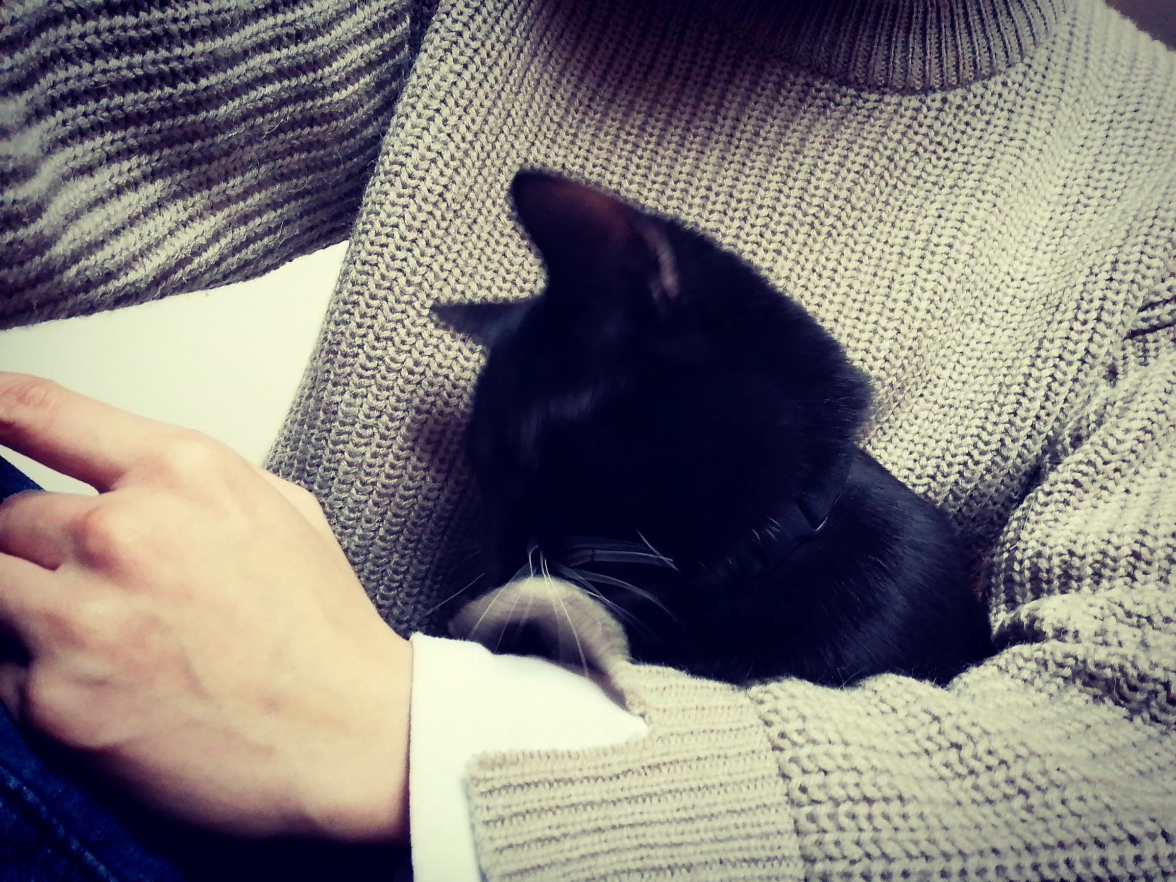 朋友的猫咪寄养在我家的猫怎么养,放假猫咪寄养还是上门喂猫好