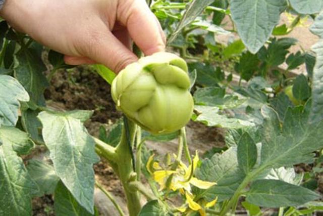 农作物药害如何补救,丙草胺对作物的药害怎么补救