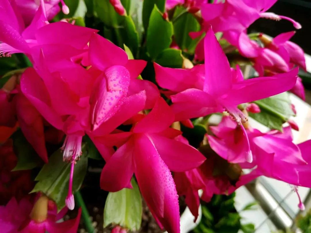 15种蟹爪兰品种介绍,蟹爪兰哪些品种好看