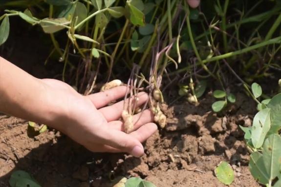 花生怎么高产丰收,花生适时收获的标准