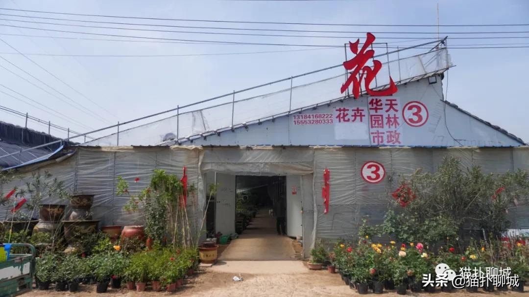 聊城最便宜的花卉批发,聊城附近的花卉市场