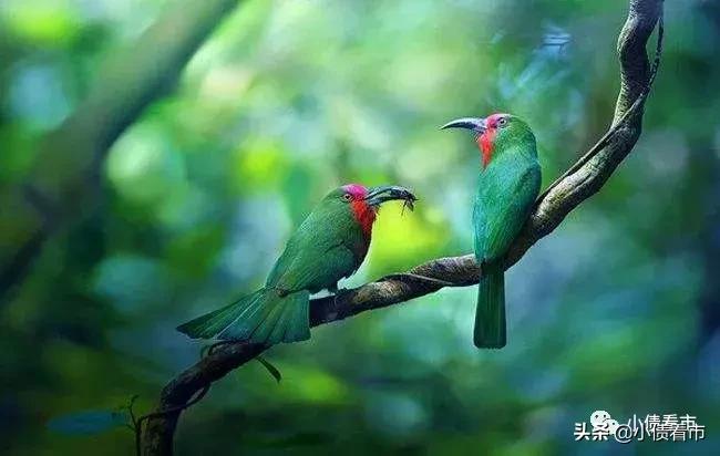 富贵鸟和贵人鸟啄木鸟,富贵鸟贵人鸟标志