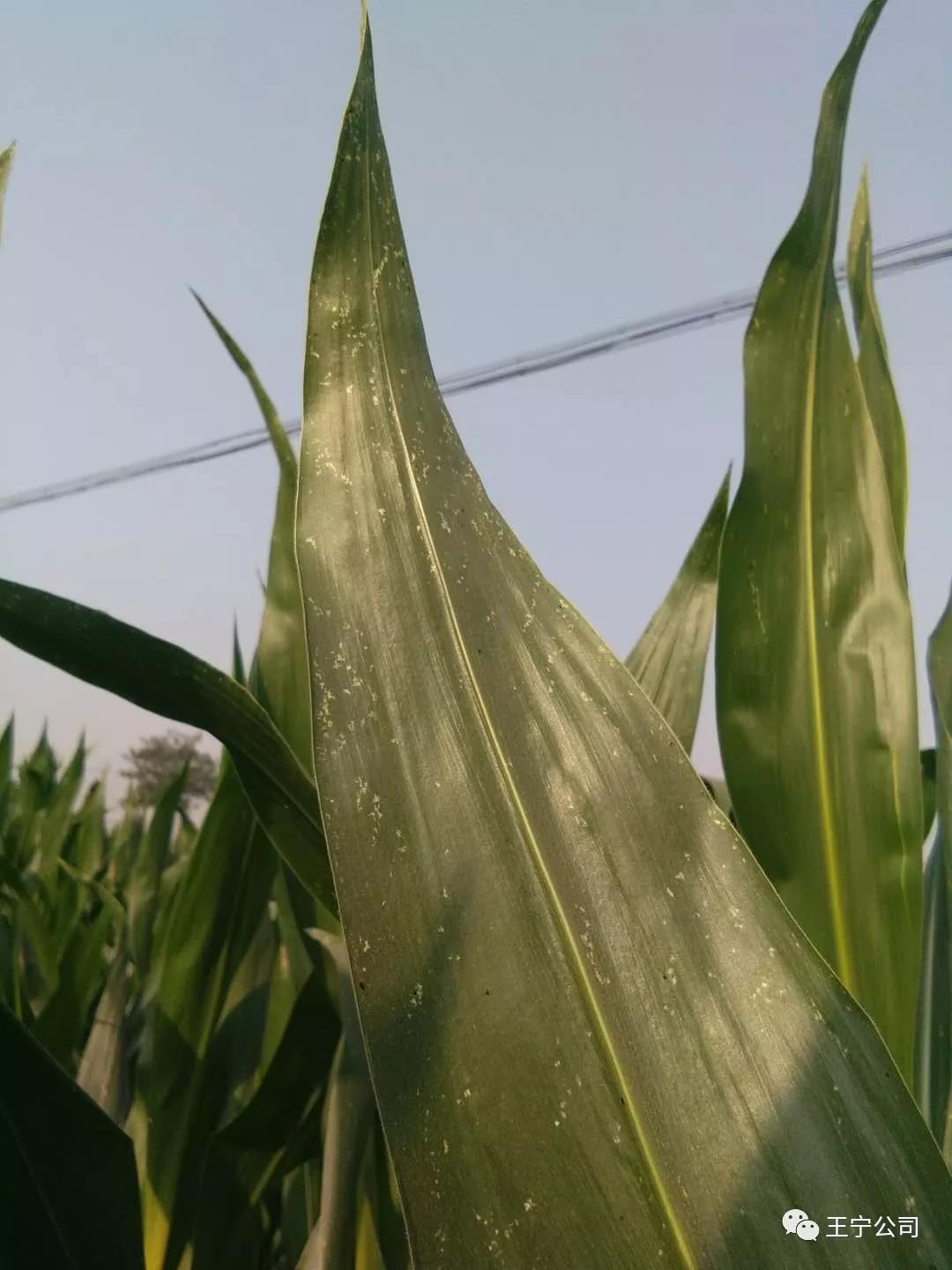 夏播玉米虫害图片大全,玉米虫害图谱高清大图