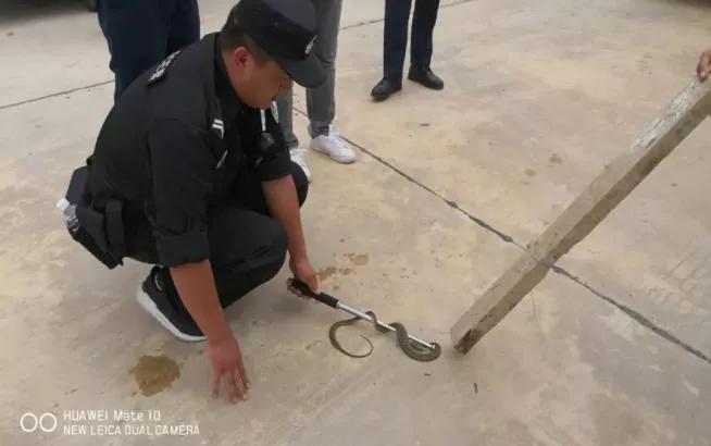 鹰嘴蛇尾绿毛龟,鹰嘴蛇颈龟