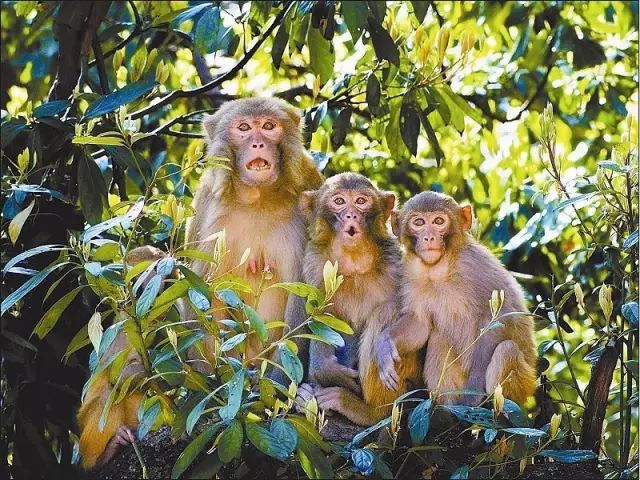 四川藏着一个静谧古城,四川被忽略的古城