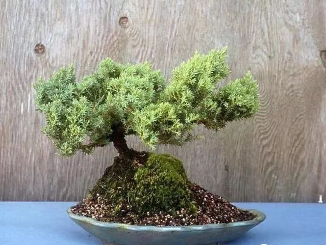 盆景如何养成粗细变化明显,盆景怎么不让树长高