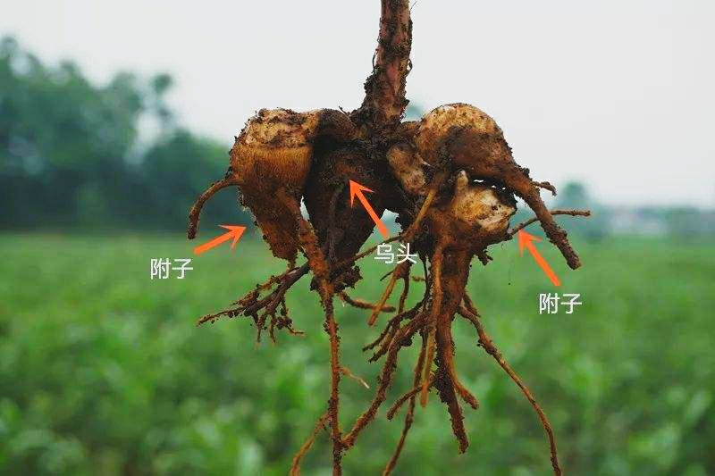 当归尾是止血还是活血,中药中的当归和当归头哪个好一些