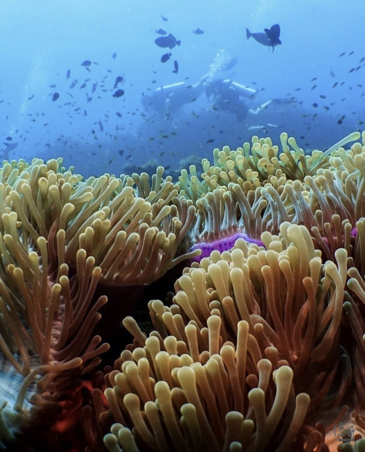 马尔代夫拖尾沙滩推荐,马尔代夫哪些岛带拖尾沙滩