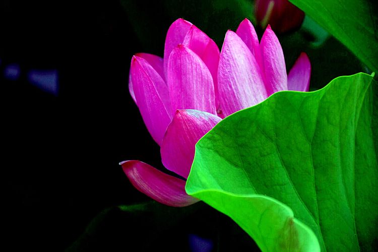 洛阳中国国花园荷花,洛阳国花园的荷花