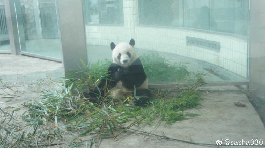 熊猫儿本人照片,熊猫儿图片