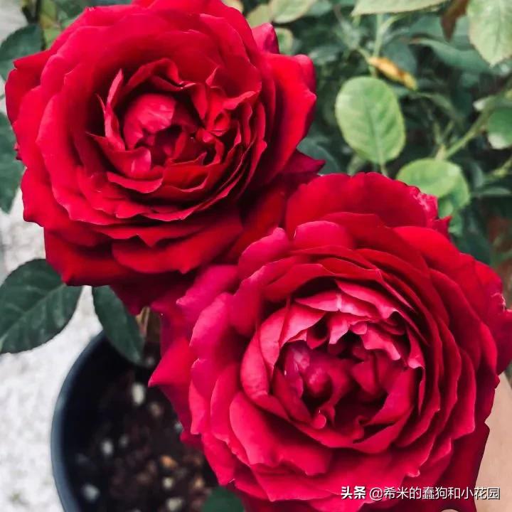 苦尽甘来栀子花,苦尽甘来推荐