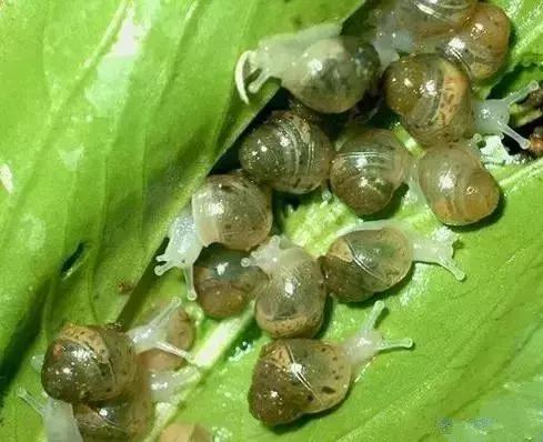 草缸常见杂螺,家居水景