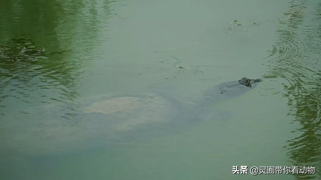 斑鳖即将灭绝人工克隆,全球仅剩3只斑鳖