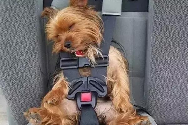 狗狗和主人一起晕车,狗狗跟铲屎官一起摇头