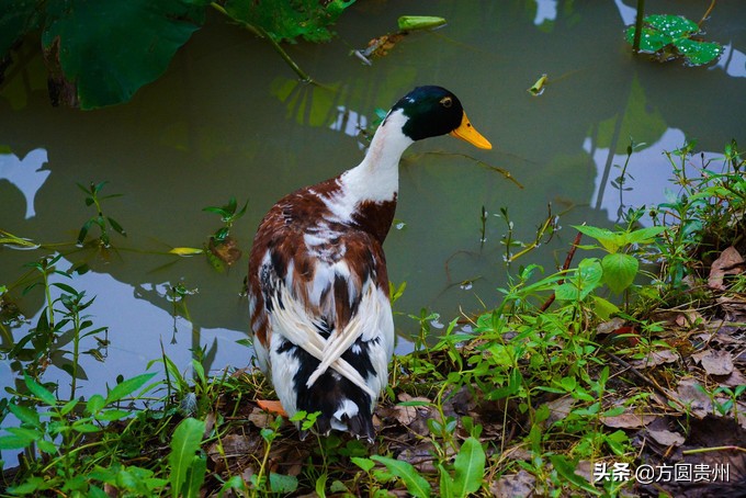 这个夏日，看这个美女如何在浙江乌村的第一百种玩法