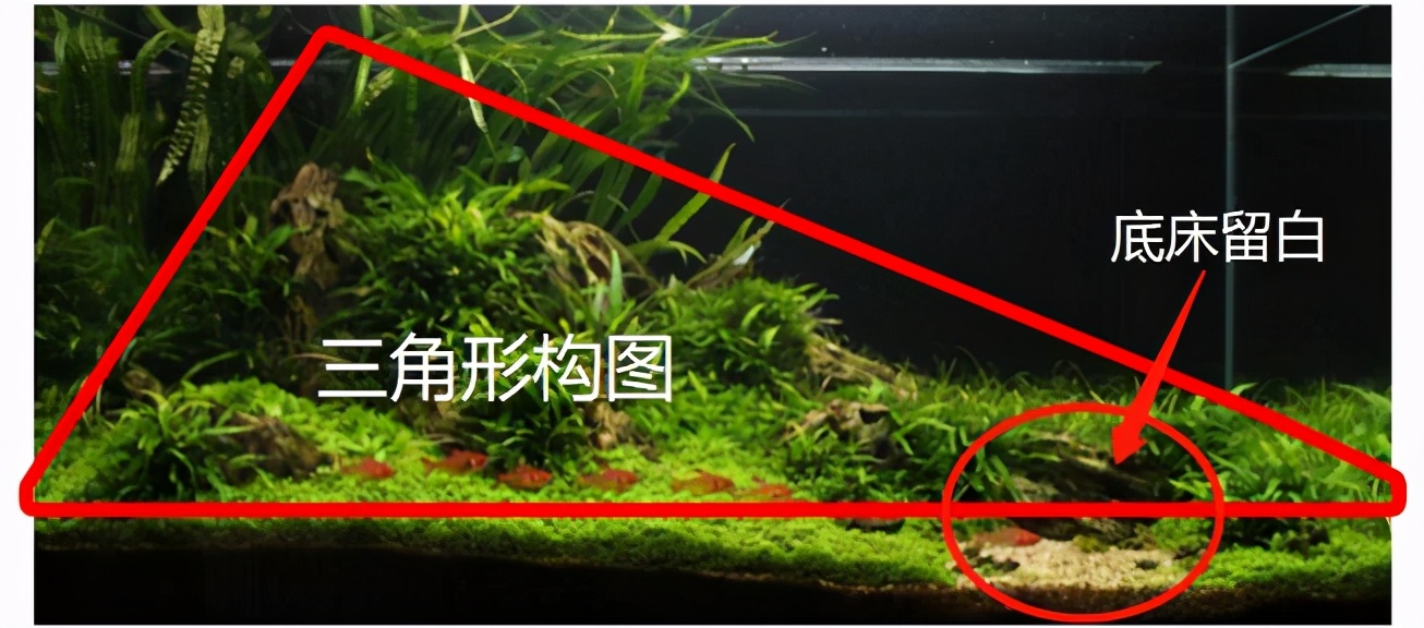 三角形构图水族造景,水族造景构图黄金比例