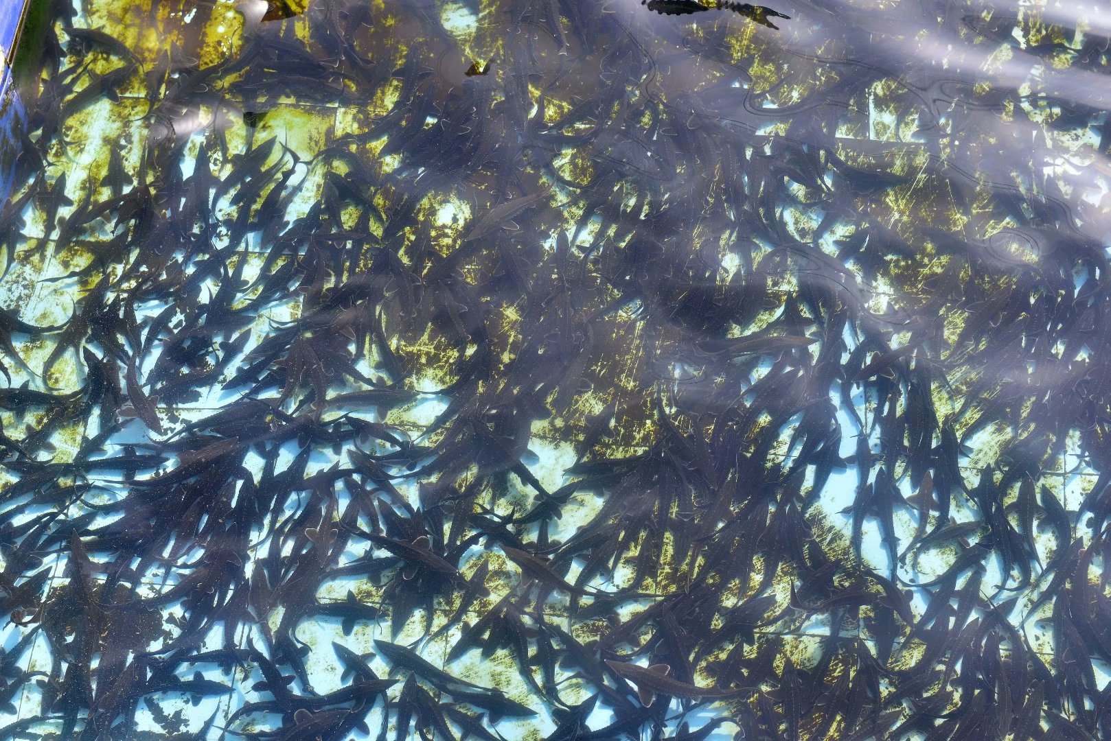 四川山清水秀的村庄,四川十大最美丽乡村