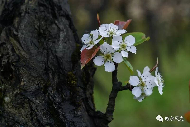 千树万树梨花开风景欣赏,千树万树梨花开美景可以去哪欣赏