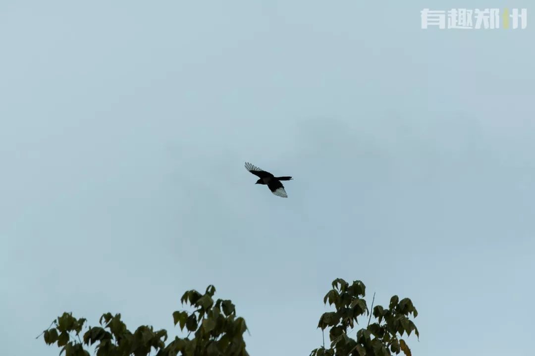 郑州国庆附近免费的景点推荐,国庆假期郑州免费景点