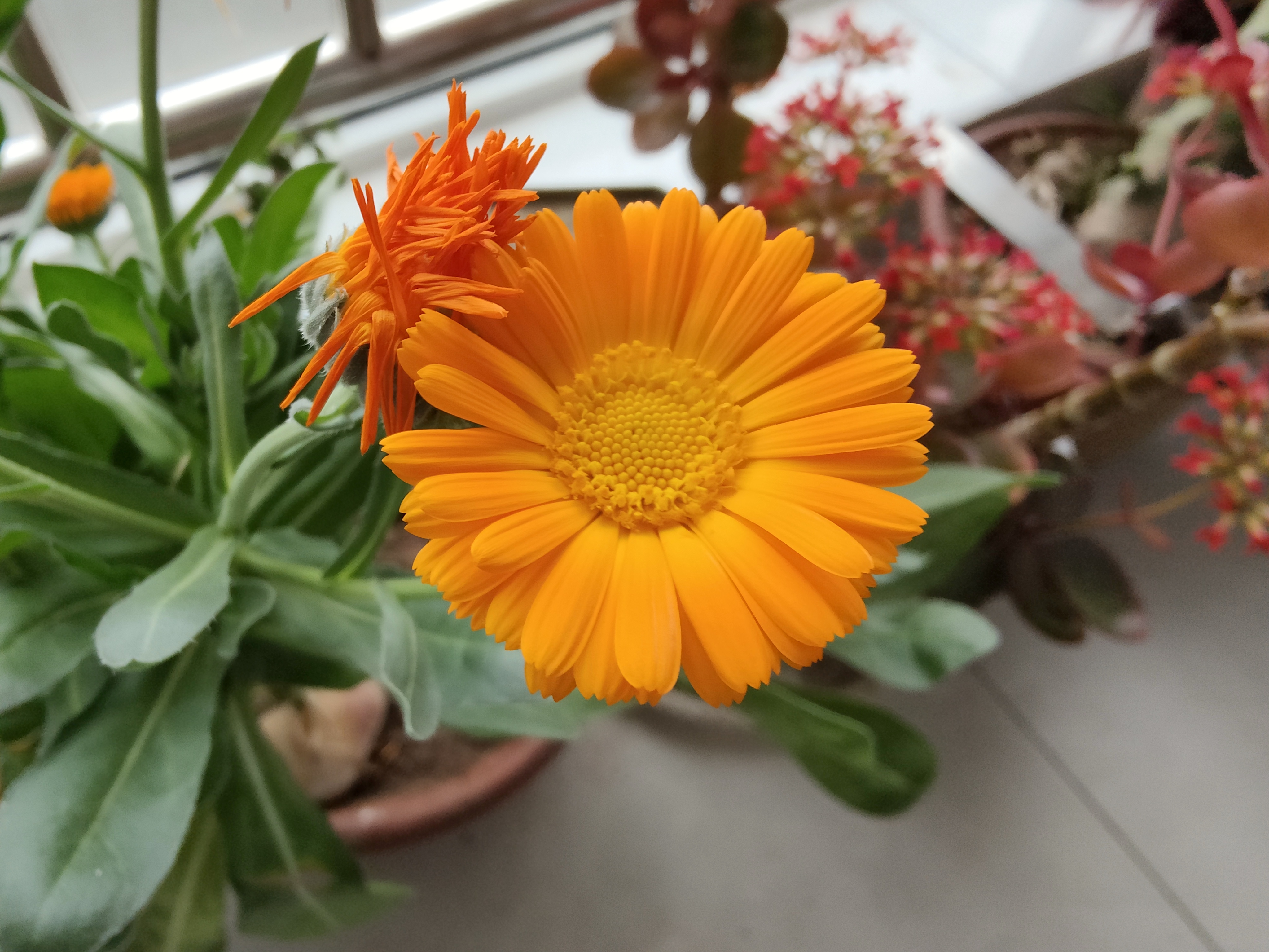 oppofindx3分期价格,oppofindx3标准版现在值得购买吗