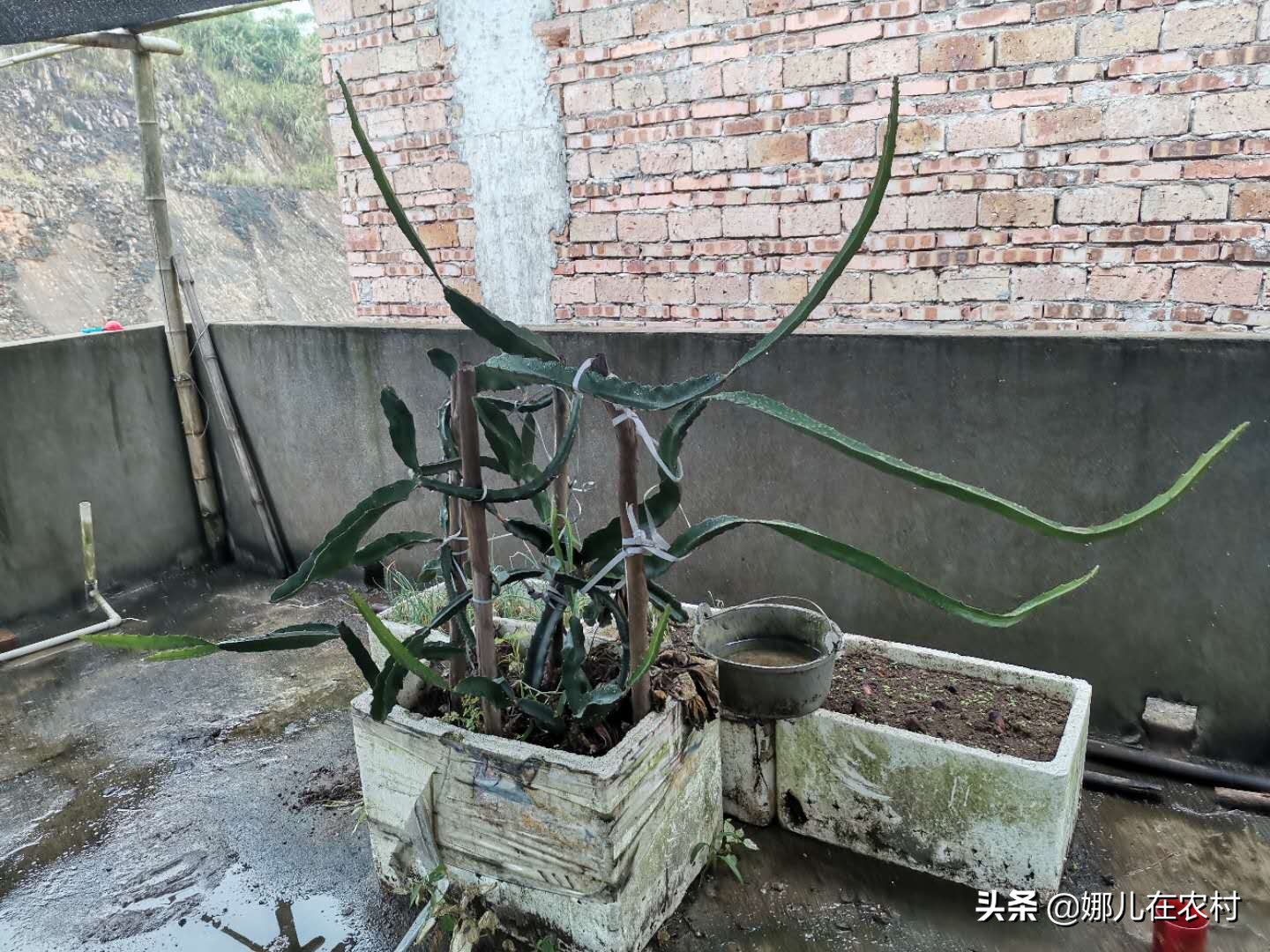 喜欢在阳台种菜种花,喜欢在阳台打理花草