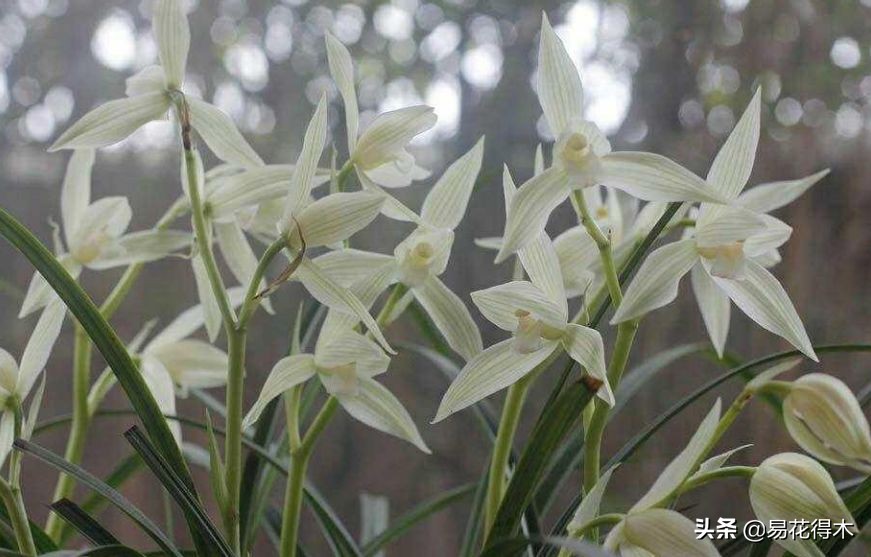 大雪素莲瓣兰和剑阳蝶多少钱一苗,莲瓣兰大雪素和老种大雪素的区别