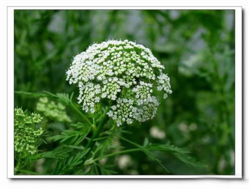 十大止痒中草药蛇床子用量,中药蛇床子的功效和主治是什么