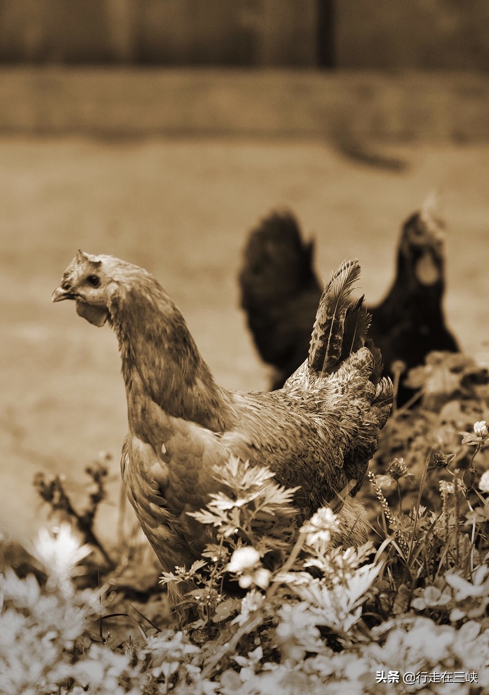 纯色摄影,纯色摄影店