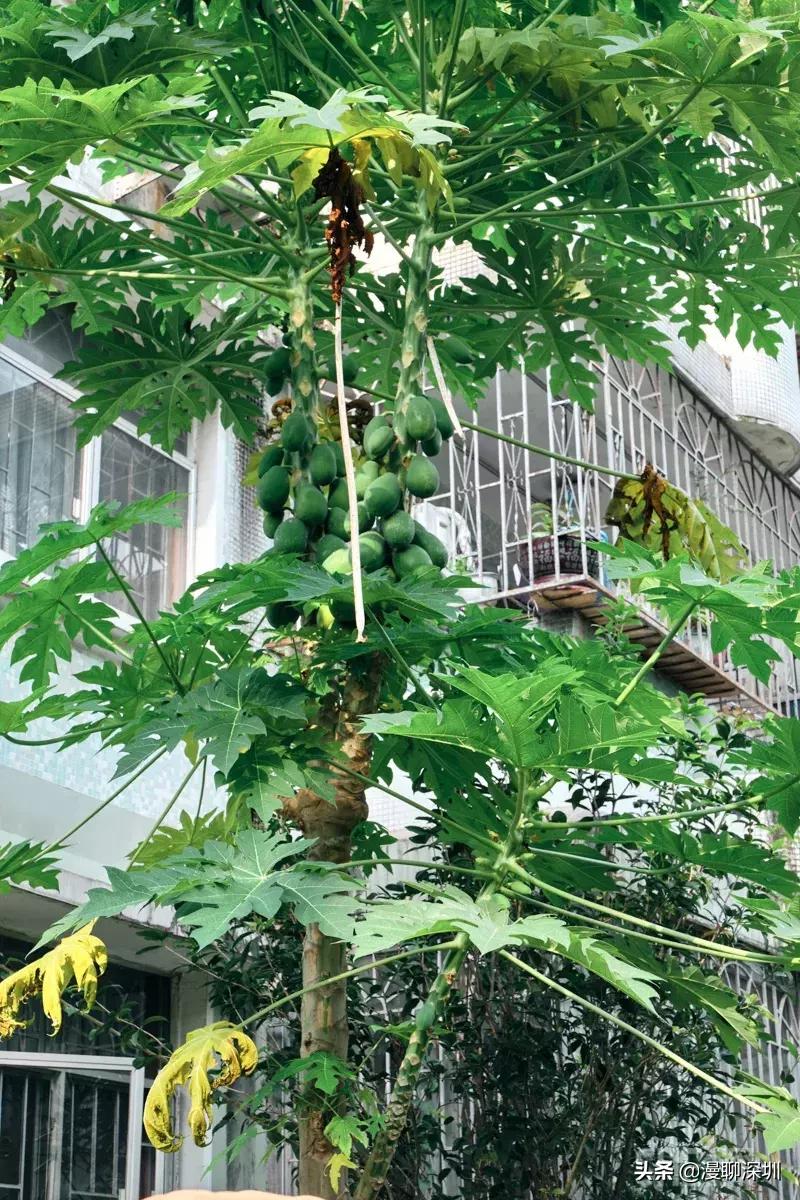 深圳益田村地址,行走深圳系列罗湖