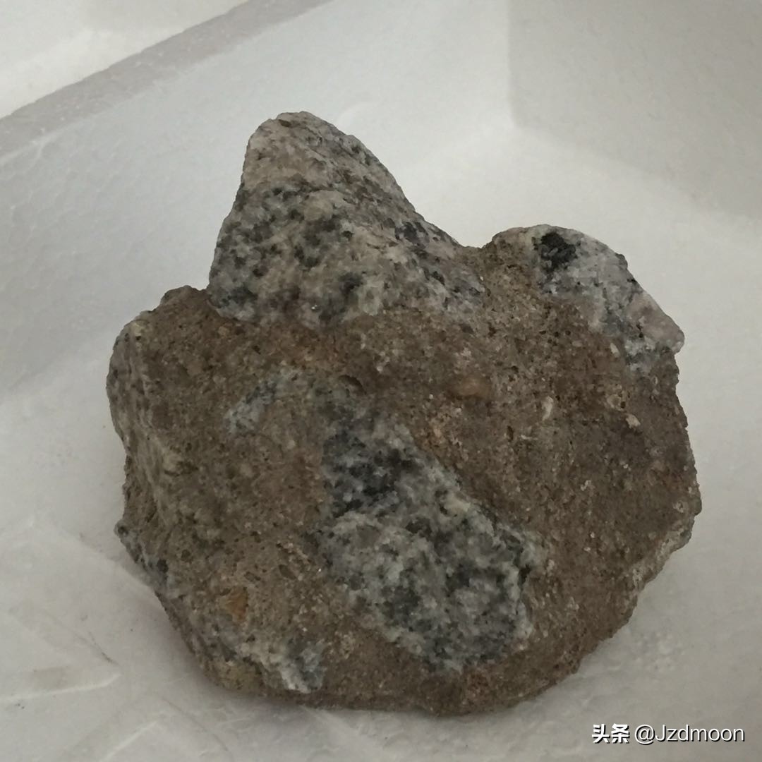 奇石魔芋StoneAmorphophallus