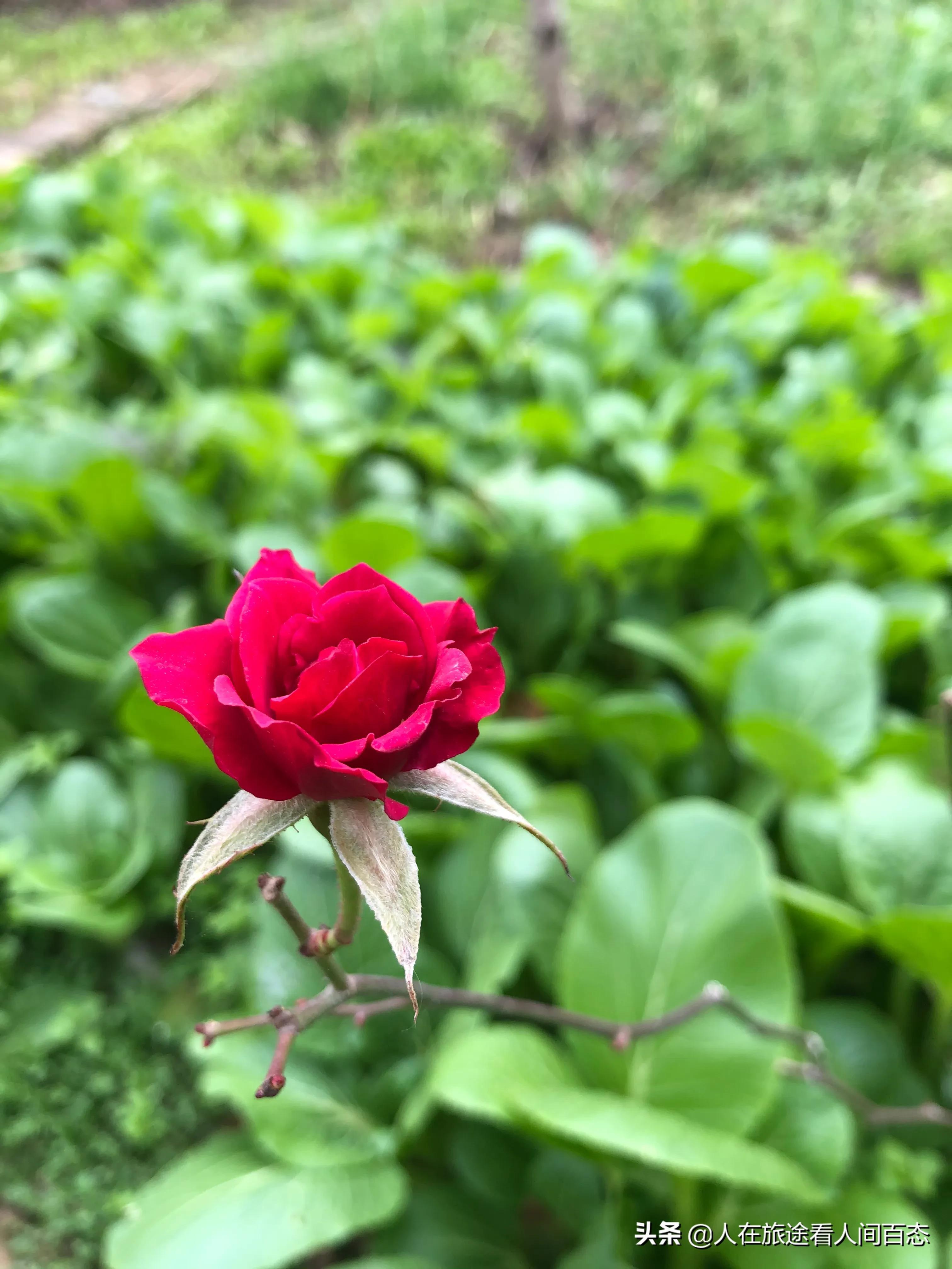 加入微商向日葵的经历,倪海杉微商发展经历