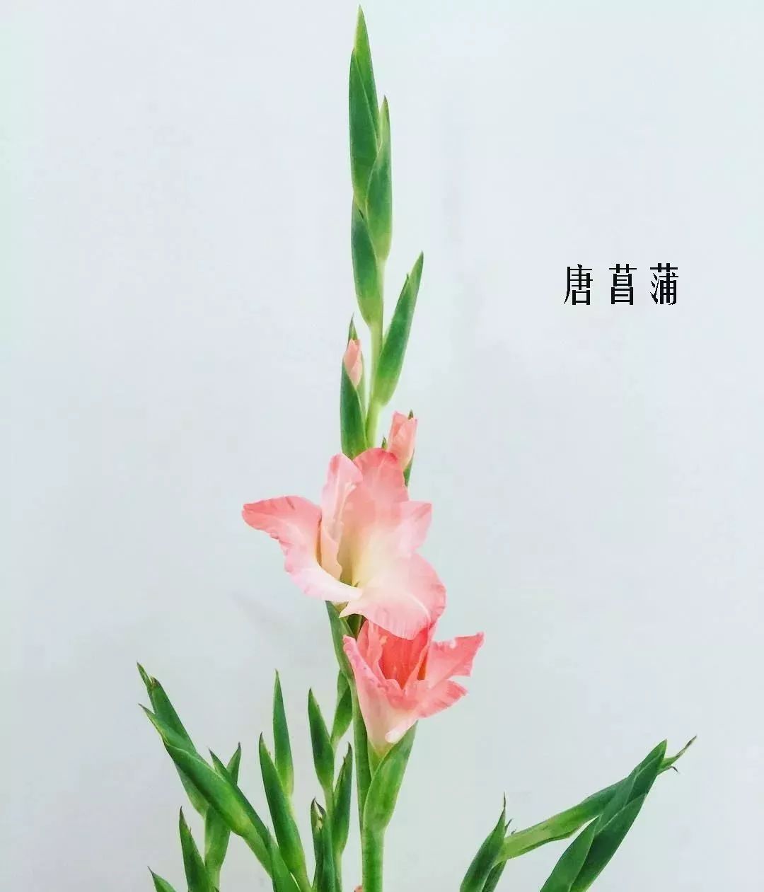 鲜花店常见花材品种大全,花店里同款的两种不同价格的花材