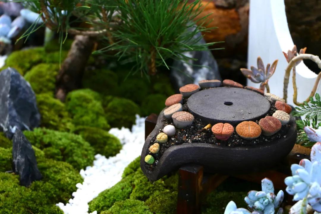 这个年销量上亿株多肉的县城，举办了首届多肉电商节