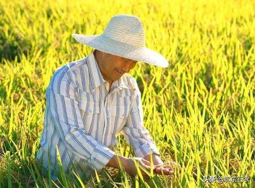 为什么都不愿意当农民,为什么大家都喜欢当农民